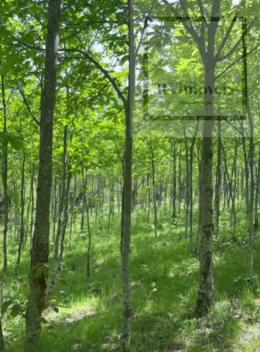 Quinta T3 para Venda em Tuizelo Foto 5