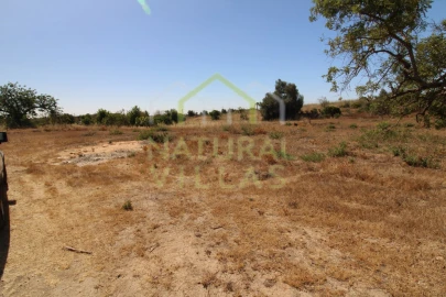 Terreno Agricola ou Rústico para Arrendamento em Pechão