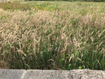 Terreno para Venda em Beduído e Veiros