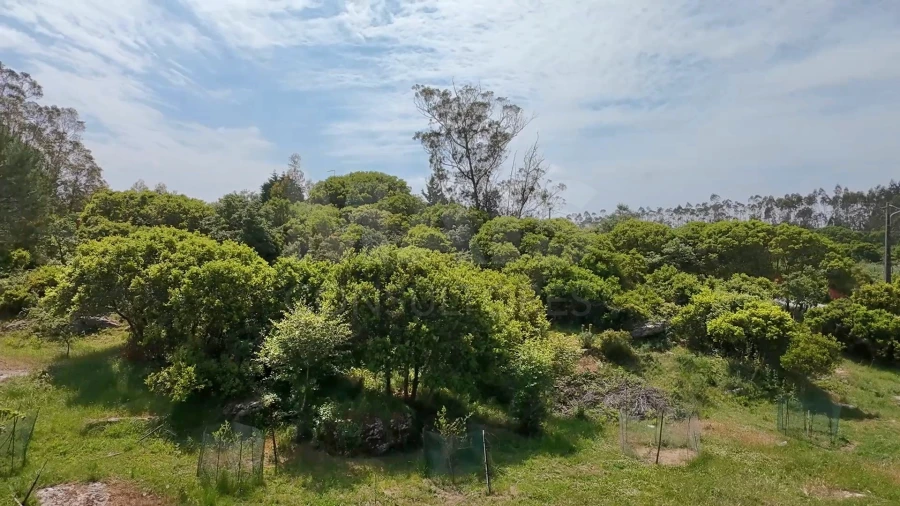 Terreno para Venda em Reguengo Grande Foto 5