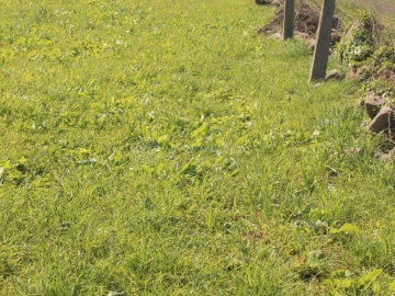 Terreno para Venda em Nogueira e Silva Escura