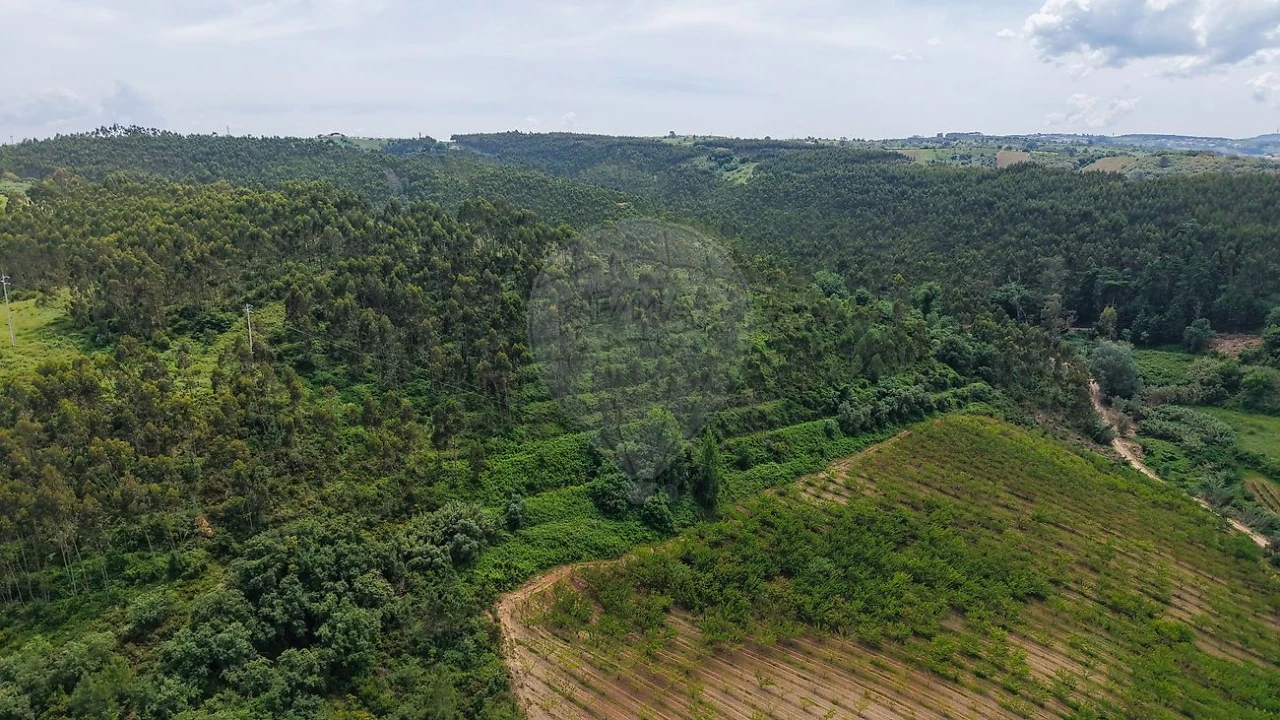 Terreno para Venda em Ribafria e Pereiro de Palhacana Foto 12