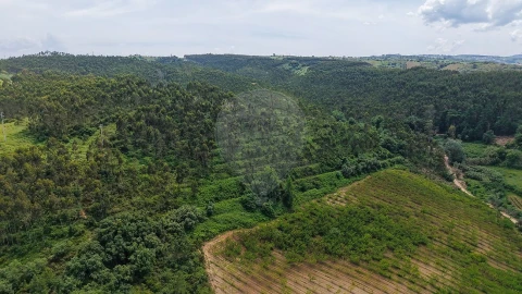 Terreno para Venda em Ribafria e Pereiro de Palhacana