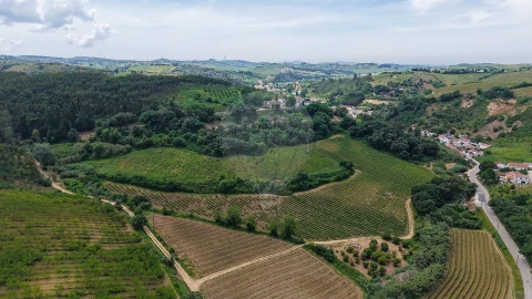 Terreno para Venda em Ribafria e Pereiro de Palhacana
