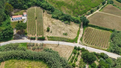 Terreno para Venda em Ribafria e Pereiro de Palhacana