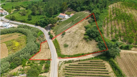 Terreno para Venda em Ribafria e Pereiro de Palhacana