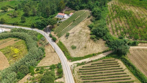 Terreno para Venda em Ribafria e Pereiro de Palhacana