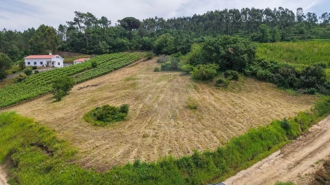 Terreno para Venda em Ribafria e Pereiro de Palhacana