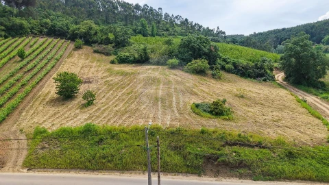 Terreno para Venda em Ribafria e Pereiro de Palhacana
