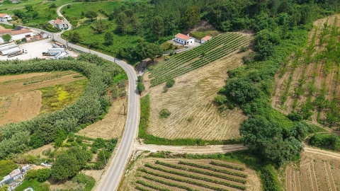 Terreno para Venda em Ribafria e Pereiro de Palhacana