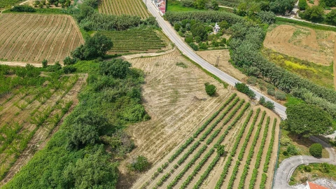 Terreno para Venda em Ribafria e Pereiro de Palhacana