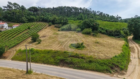 Terreno para Venda em Ribafria e Pereiro de Palhacana