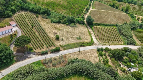 Terreno para Venda em Ribafria e Pereiro de Palhacana