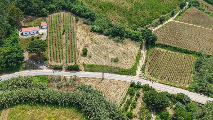 Terreno para Venda em Ribafria e Pereiro de Palhacana Foto 6