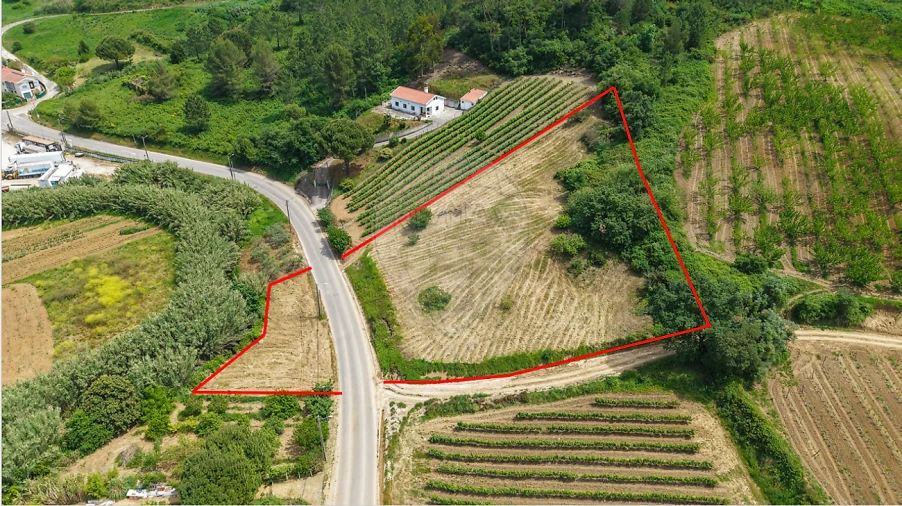 Terreno para Venda em Ribafria e Pereiro de Palhacana Foto 3