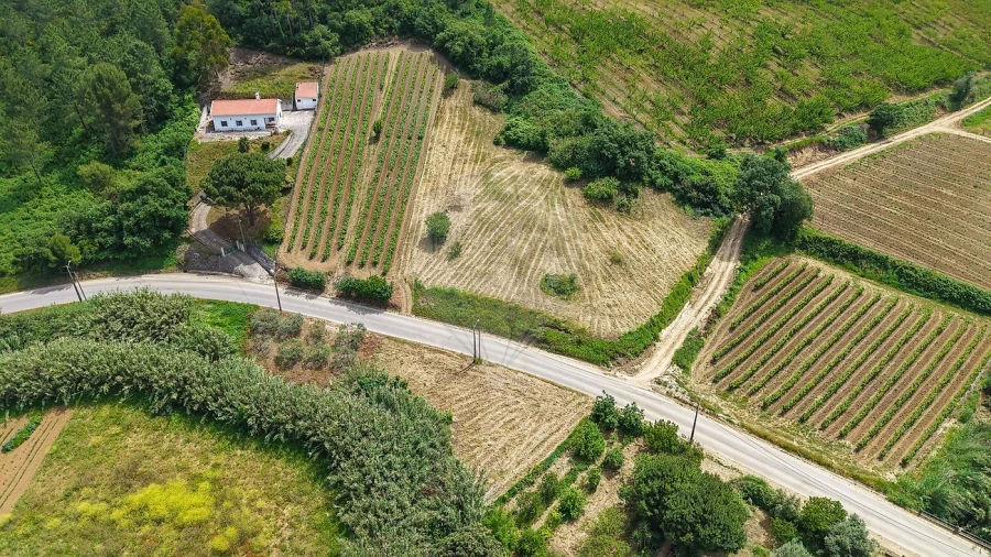 Terreno para Venda em Ribafria e Pereiro de Palhacana Foto 5
