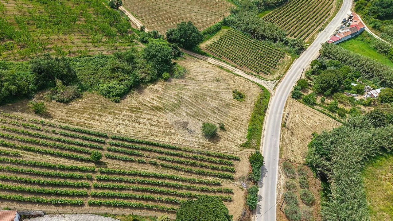 Terreno para Venda em Ribafria e Pereiro de Palhacana Foto 9