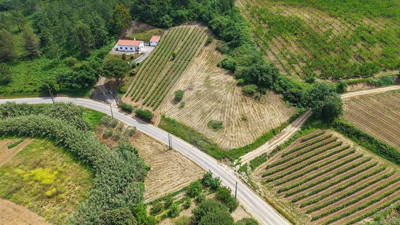 Terreno para Venda em Ribafria e Pereiro de Palhacana Foto 4