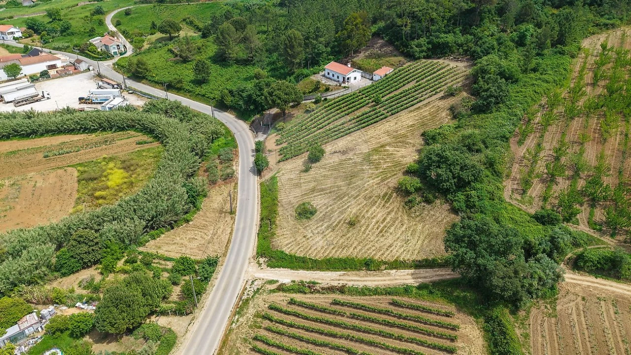 Terreno para Venda em Ribafria e Pereiro de Palhacana Foto 2