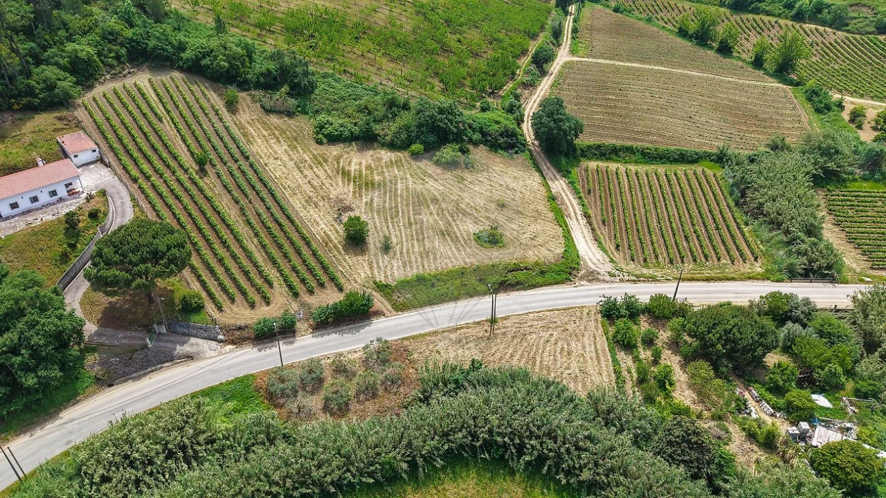 Terreno para Venda em Ribafria e Pereiro de Palhacana Foto 7