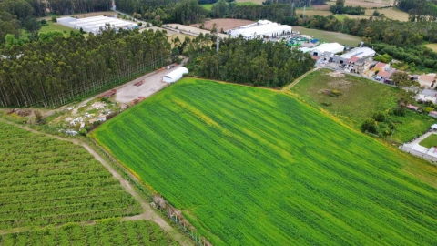 Terreno para Venda em Guilhabreu