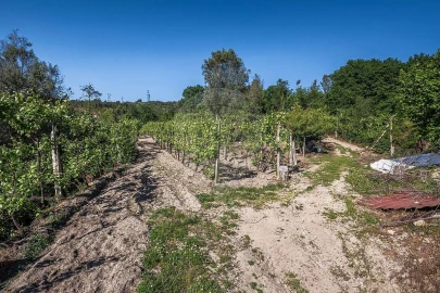 Moradia T3 para Venda em Calvos e Frades