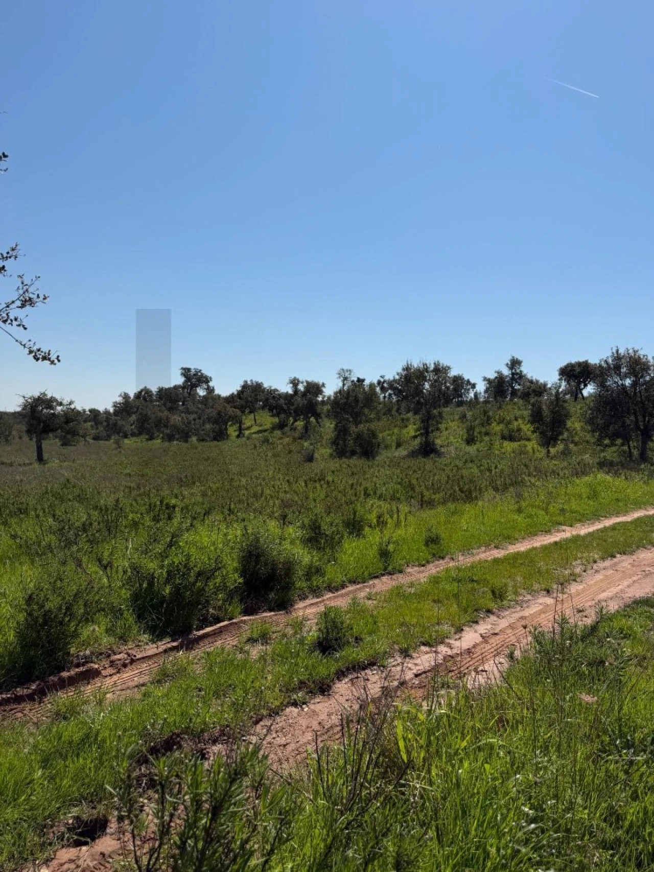 Terreno para Venda em São Domingos e Vale de Água Foto 12