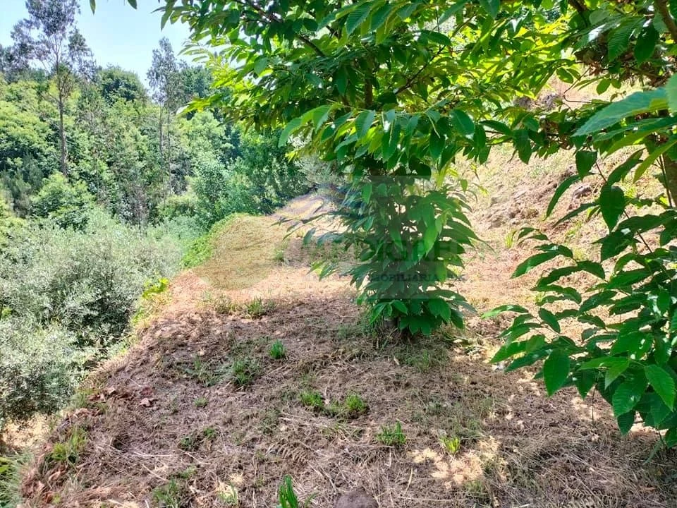 Terreno para Venda em Couto de Esteves Foto 12