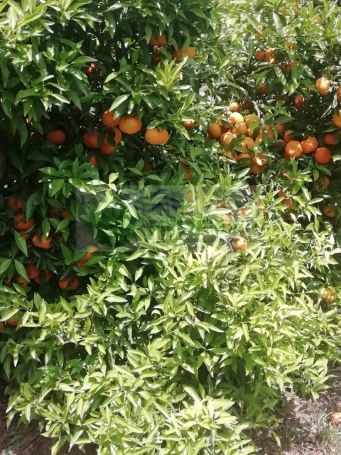 Terreno para Venda em Couto de Esteves
