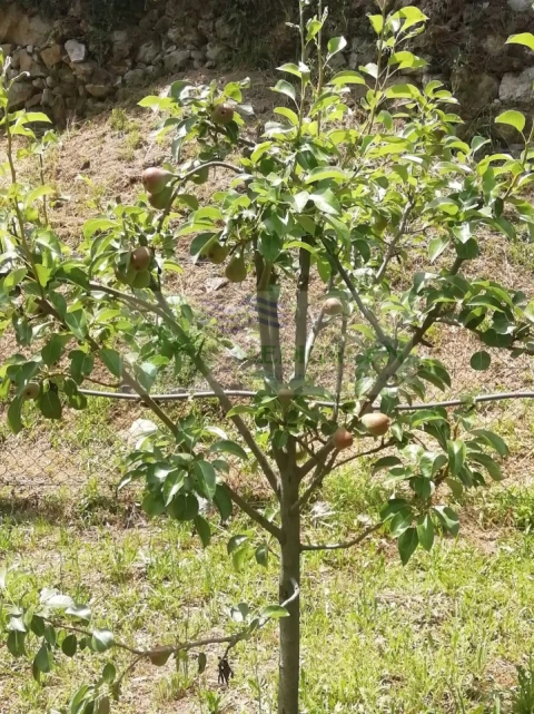 Terreno para Venda em Couto de Esteves