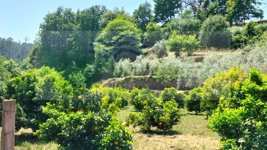 Terreno para Venda em Couto de Esteves
