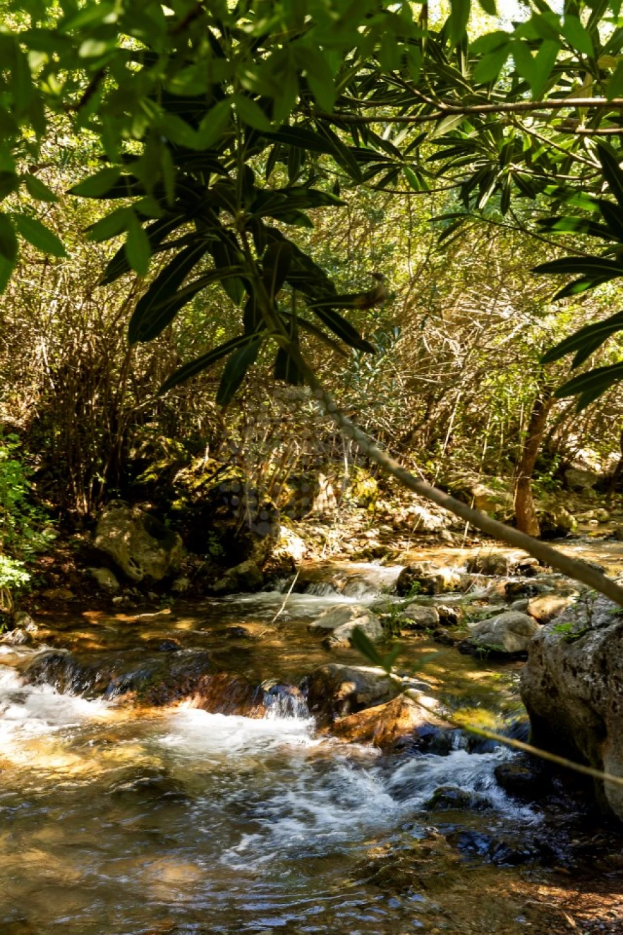 Moradia T3 para Venda em Querença, Tôr e Benafim Foto 26