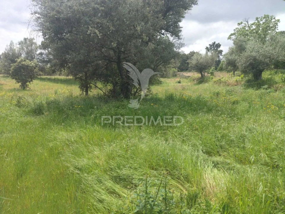 Terreno para Venda em Leomil, Mido, Senouras e Aldeia Nova Foto 3