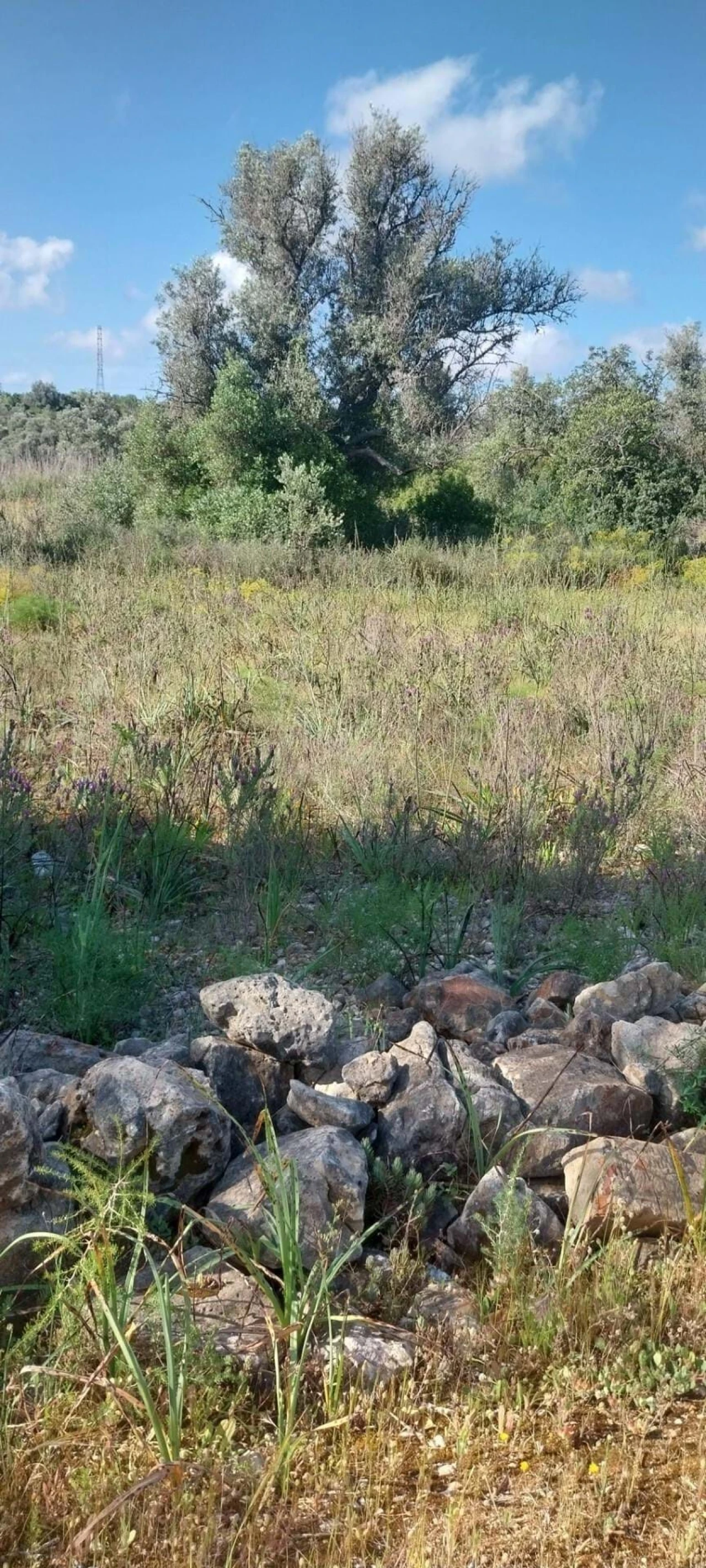 Terreno para Venda em São Silvestre Foto 2