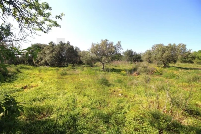 Terreno para Venda em São Silvestre