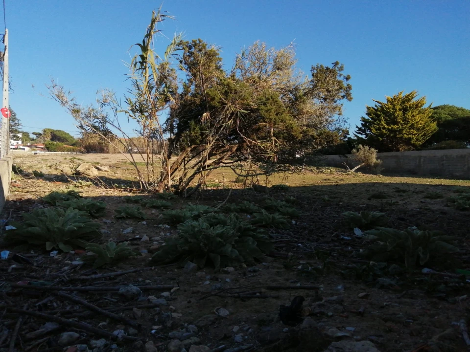 Terreno para Venda em Colares Foto 10