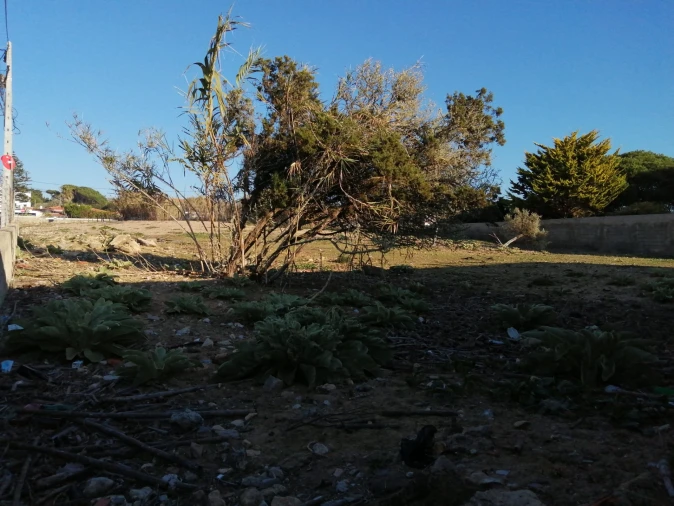 Terreno para Venda em Colares Foto 10