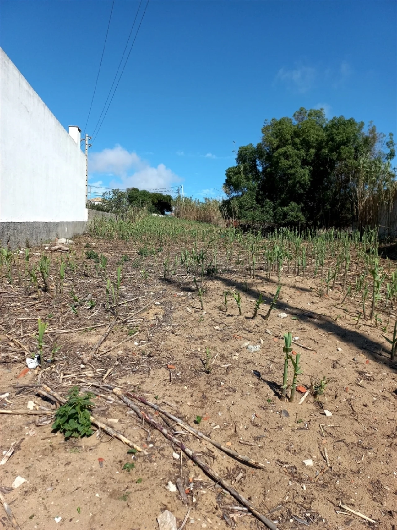 Terreno para Venda em Colares Foto 13