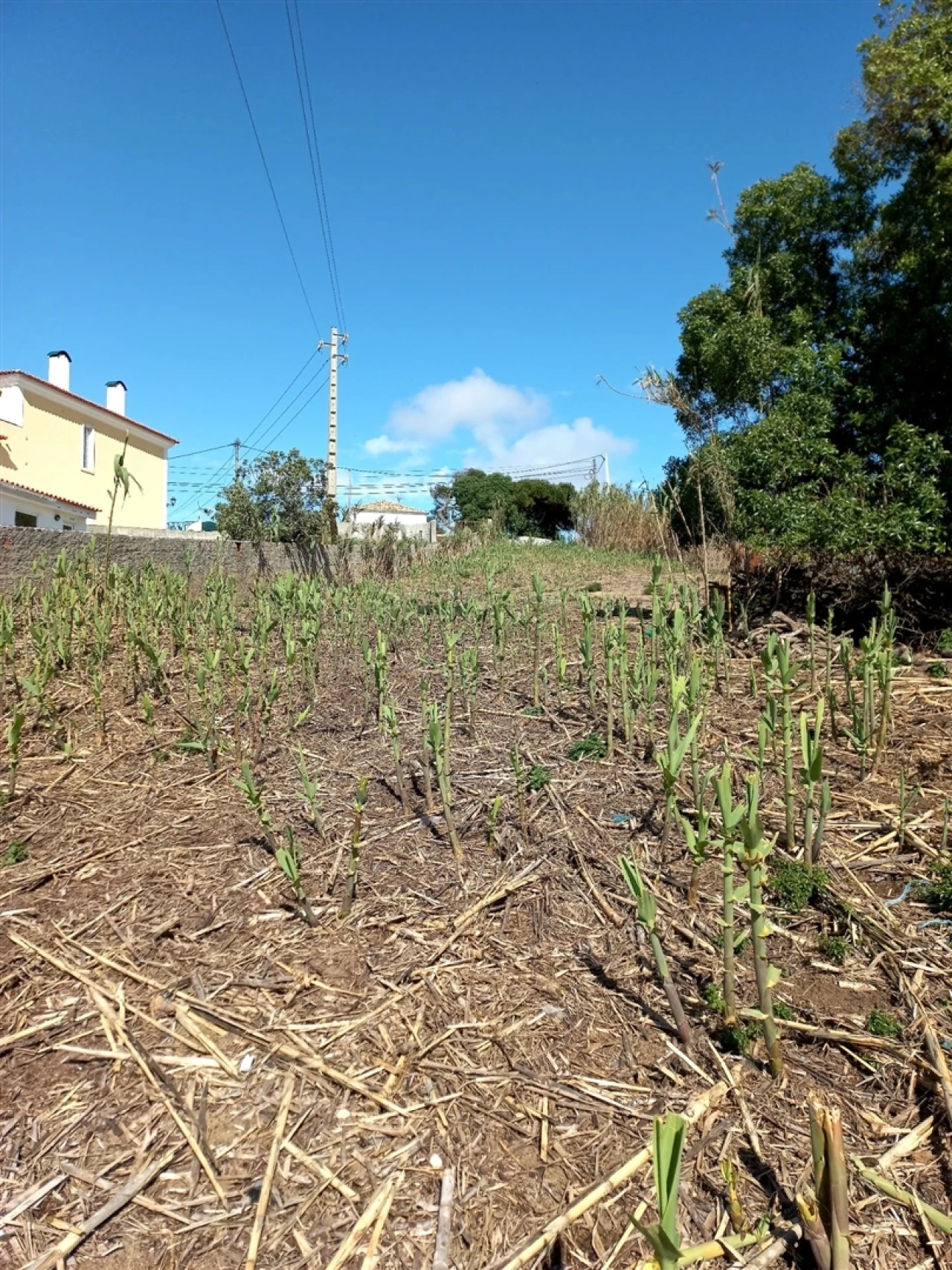 Terreno para Venda em Colares Foto 12