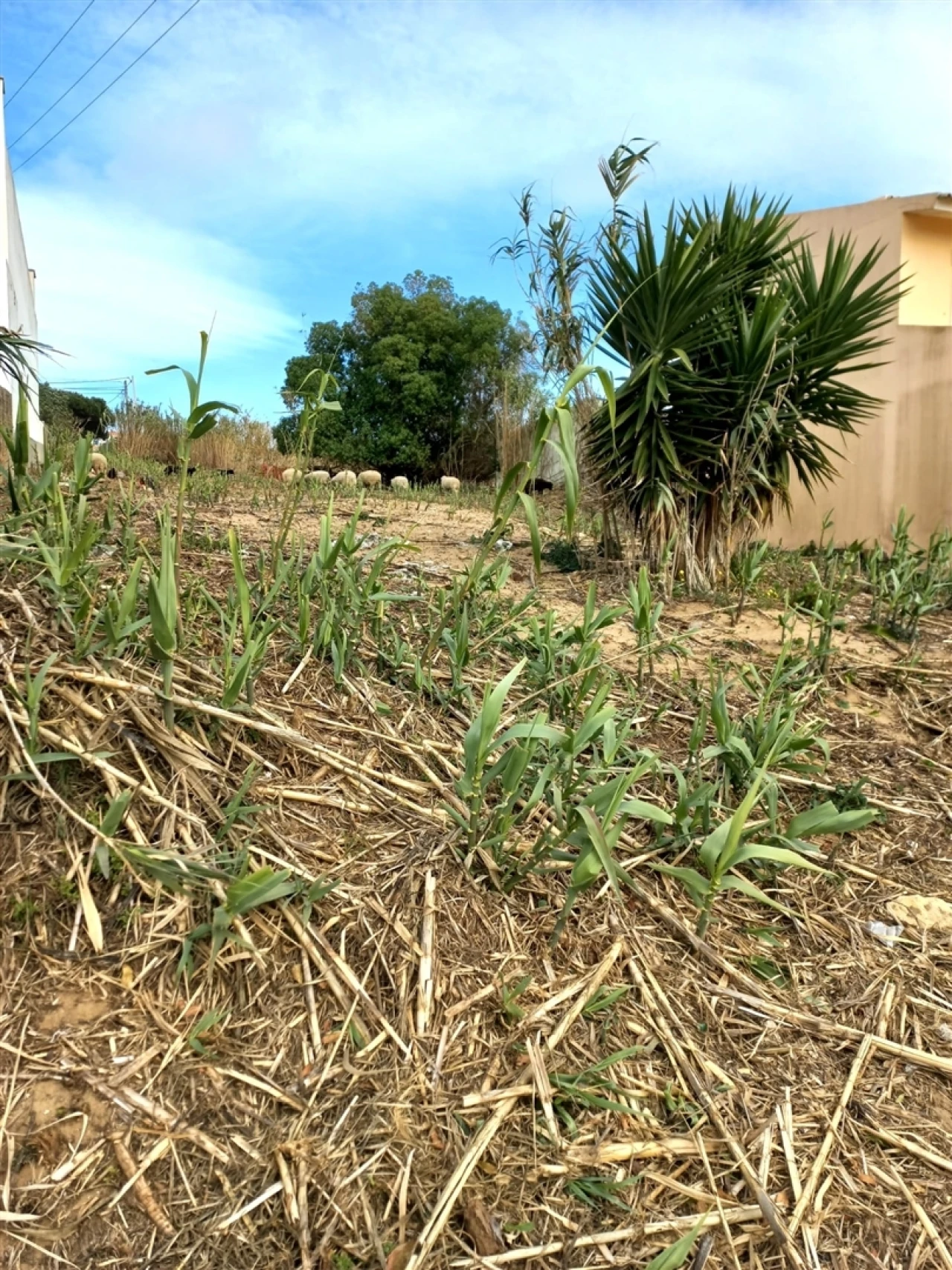 Terreno para Venda em Colares Foto 4