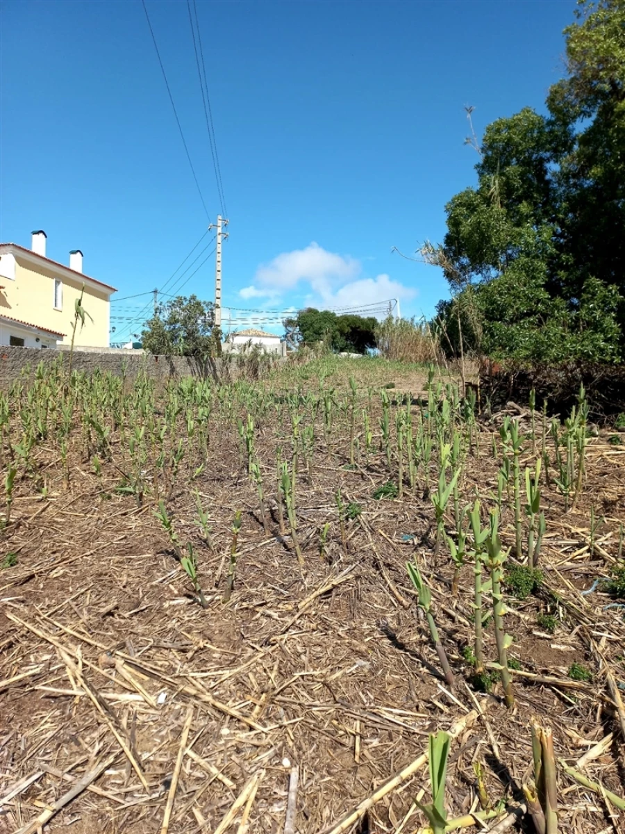 Terreno para Venda em Colares Foto 12