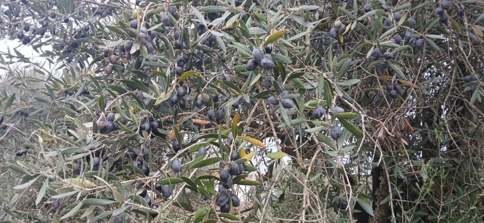 Terreno para Venda em Grândola e Santa Margarida da Serra Foto 25