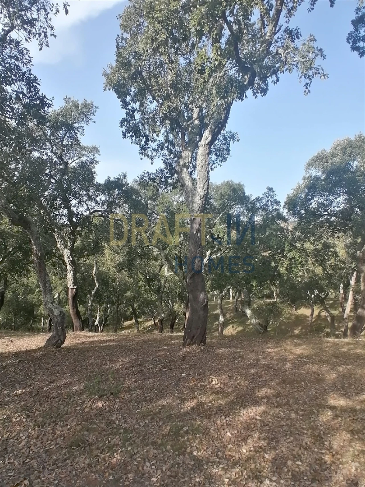 Terreno Agricola ou Rústico para Venda em Melides Foto 9