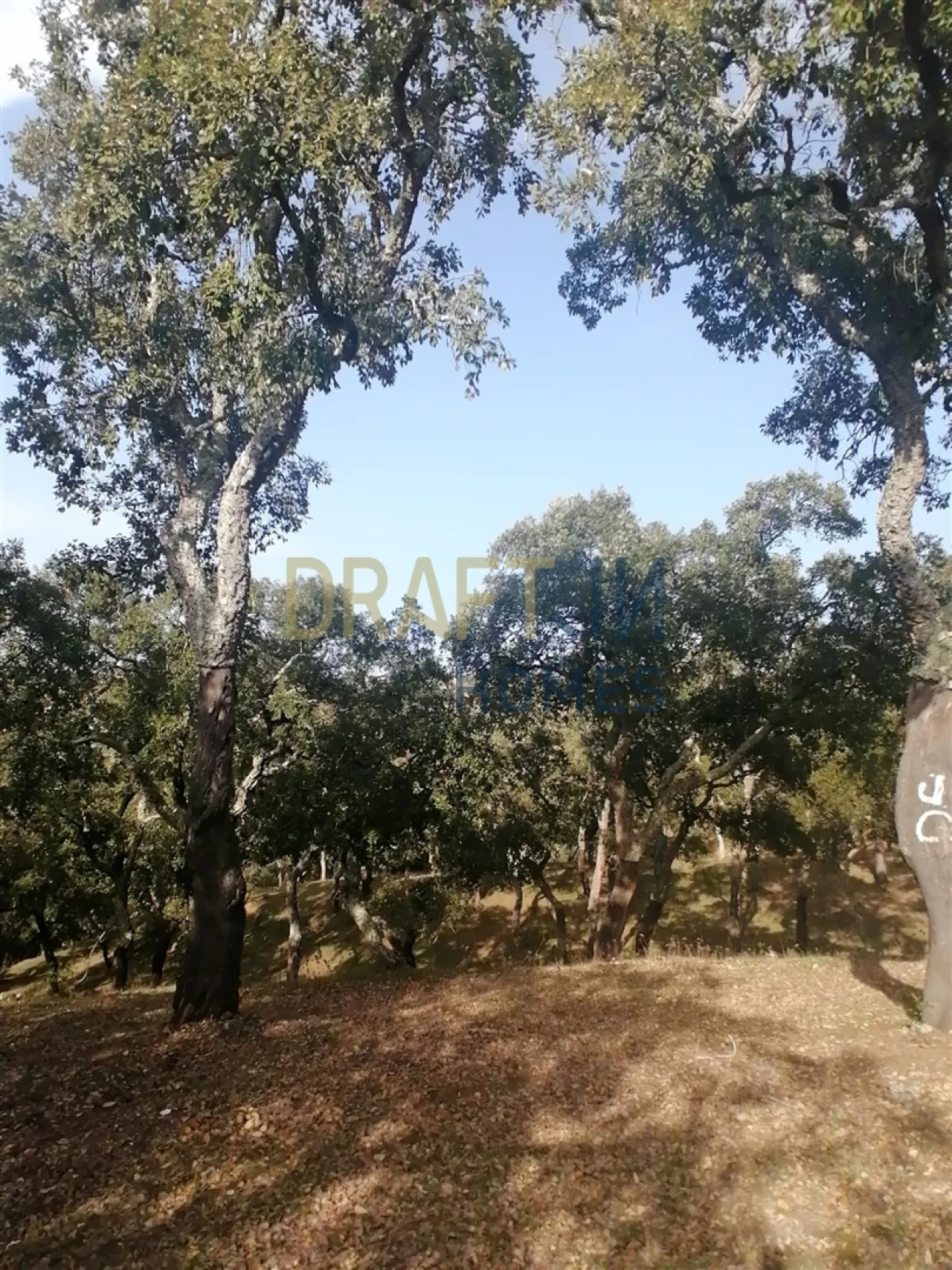 Terreno Agricola ou Rústico para Venda em Melides Foto 8