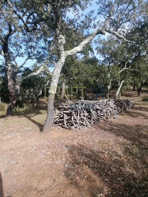 Terreno Agricola ou Rústico para Venda em Melides