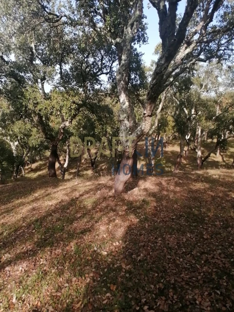 Terreno Agricola ou Rústico para Venda em Melides