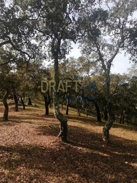 Terreno Agricola ou Rústico para Venda em Melides