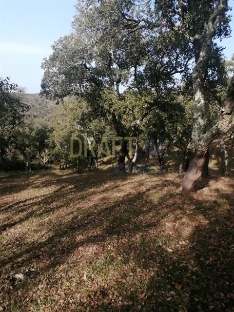 Terreno Agricola ou Rústico para Venda em Melides