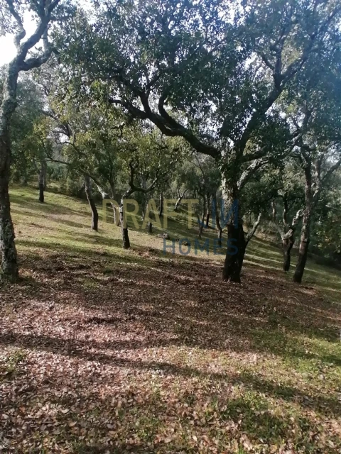 Terreno Agricola ou Rústico para Venda em Melides