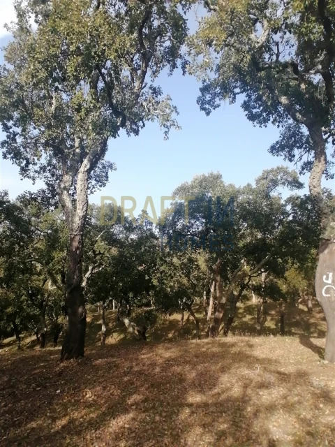 Terreno Agricola ou Rústico para Venda em Melides